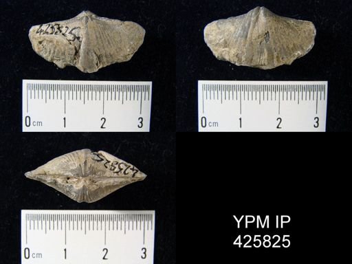 Eospirifer sp.