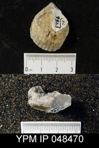 Rhipidium sp.