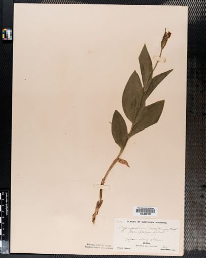 Cypripedium parviflorum