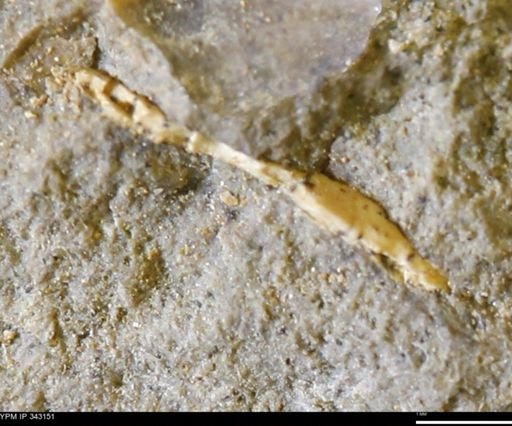 undet. Scaphitidae