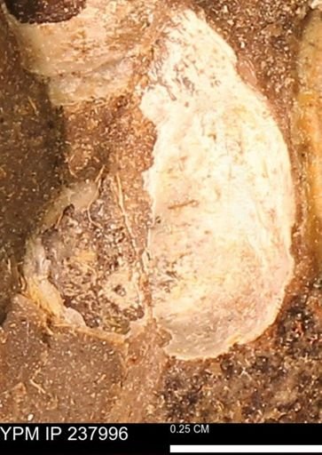 Protocardia subquadrata