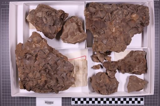 mixed taxa, stratigraphic collection
