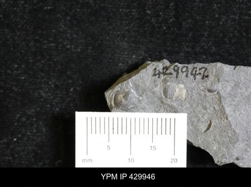 Ambocoelia umbonata