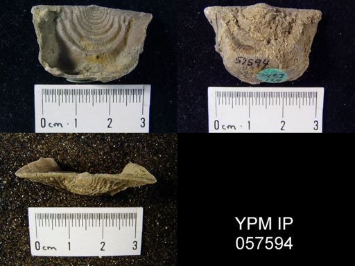 Leptaena rhomboidalis