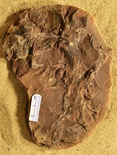 Aphlebia
