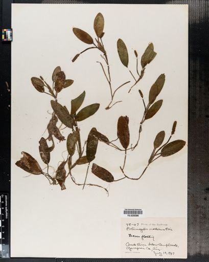 Potamogeton nodosus