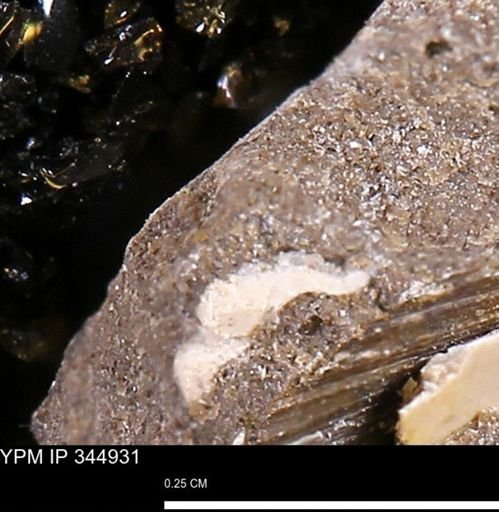 Limopsis striatopunctatus