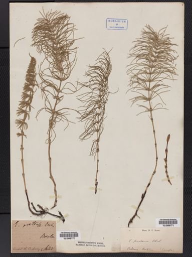 Equisetum pratense