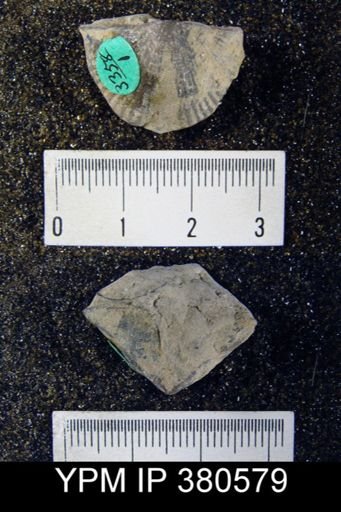 Cyrtia sp.