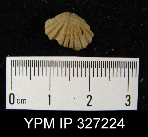 Camarotoechia contracta