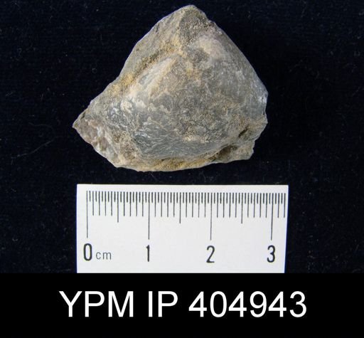 undet. Athyridida