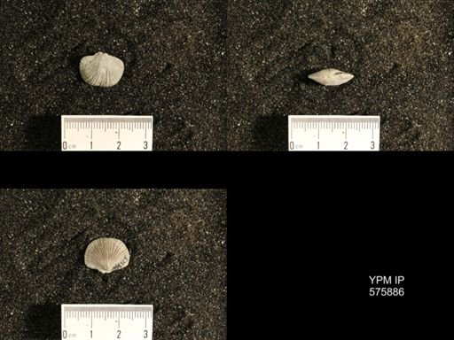 Dinorthis subquadrata
