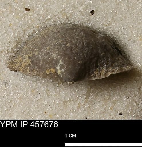 Helaspis sp.