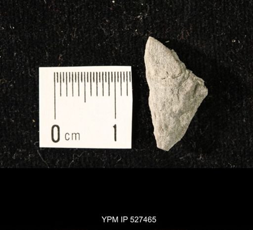 Iocrinus subcrassus