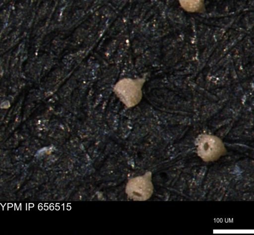 Clathrocyclas (Clathrocyclas) irrasa