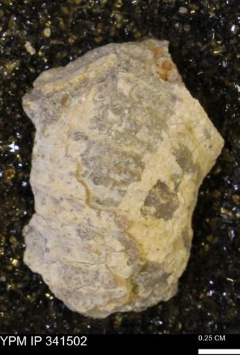 Scaphites sp.