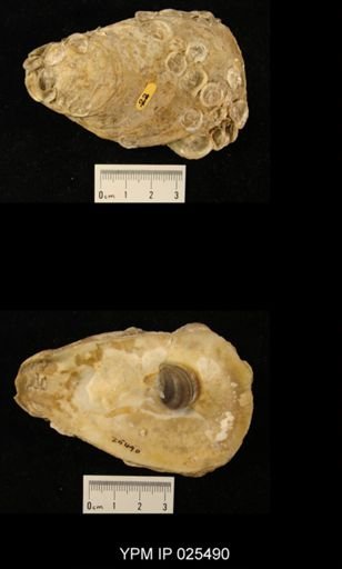 Ostrea sp.