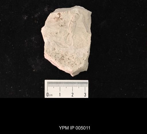 Typus permianus