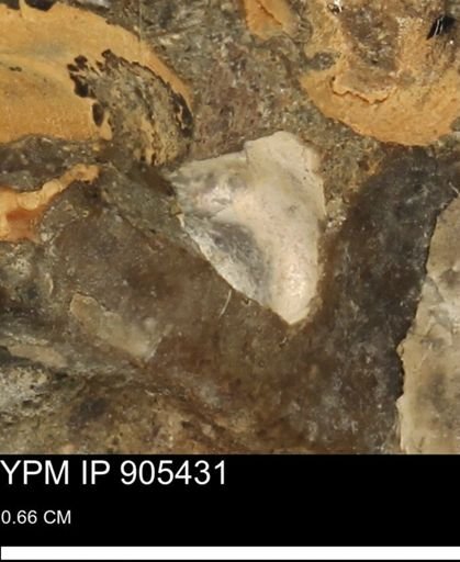 undet. Mollusca