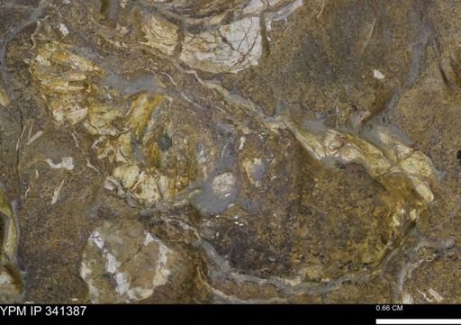 Scaphites sp.