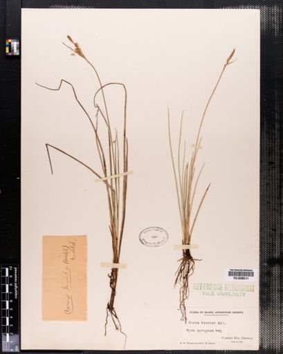 Carex