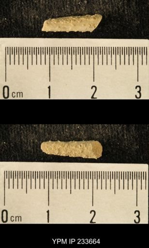 Archaeocidaris sp.