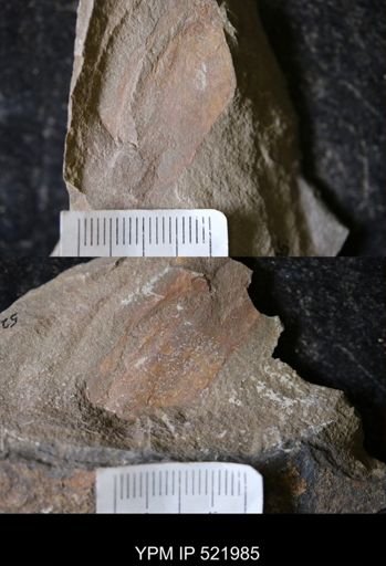 undet. Arthropoda