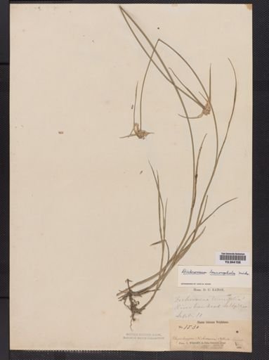 Plantae