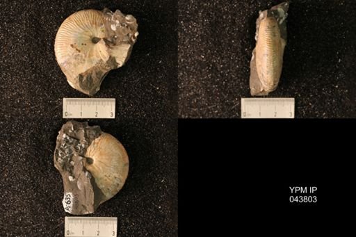 Hoploscaphites nicolletii