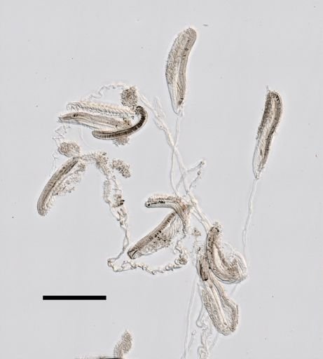 Abylopsis tetragona