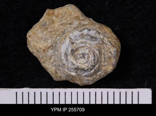 Euomphalus sp.