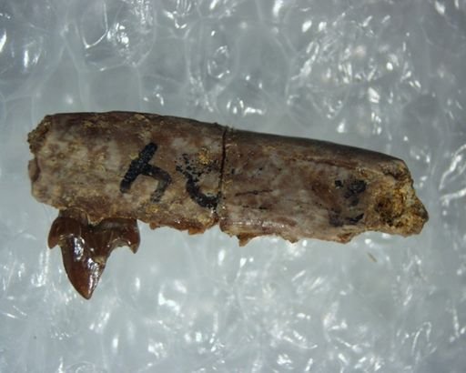 Adapisoricidae sp.