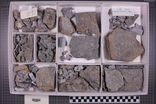 mixed taxa, stratigraphic collection