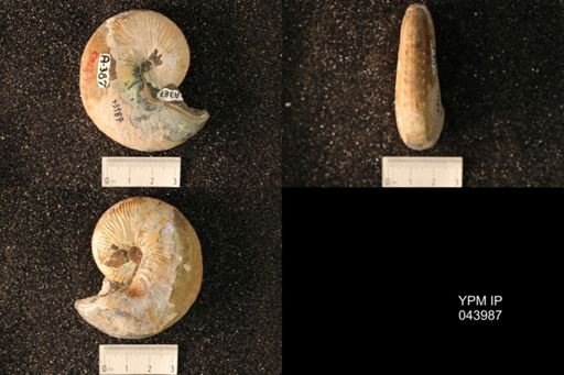 Hoploscaphites nicolletii