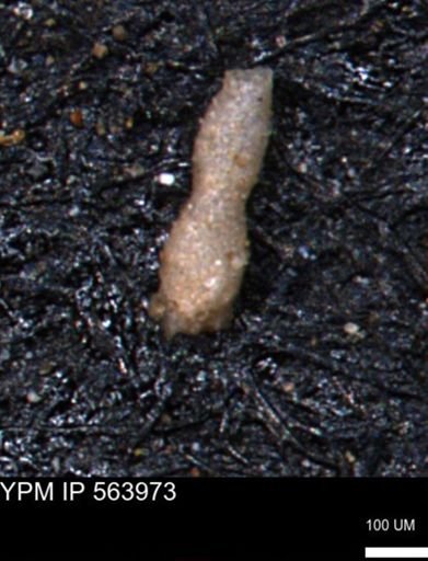 undet. Foraminiferida