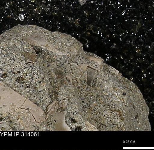 undet. Scaphopoda