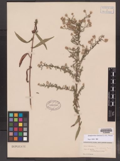 Symphyotrichum dumosum