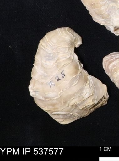 Gryphaea mucronata