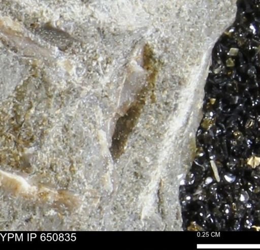 undet. Bivalvia