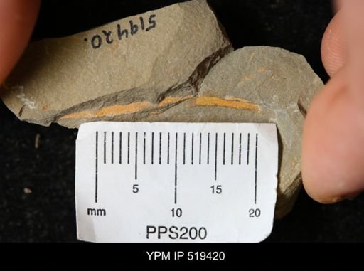 Sphenothallus?