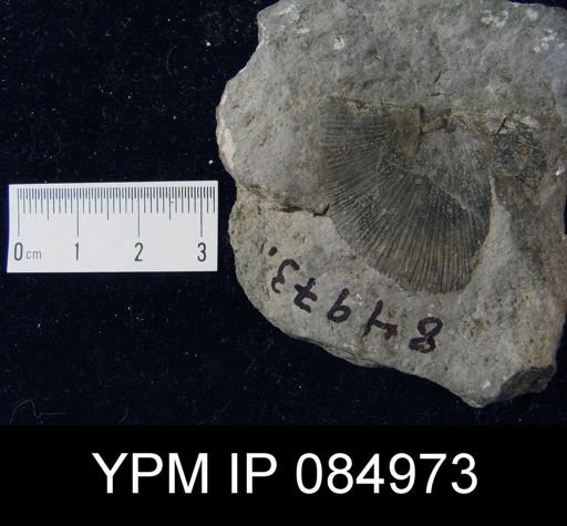 Schuchertella pecten