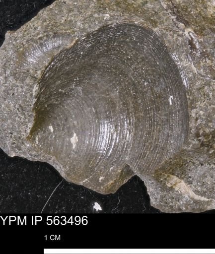 Limopsis striatopunctatus