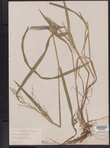 Leersia oryzoides