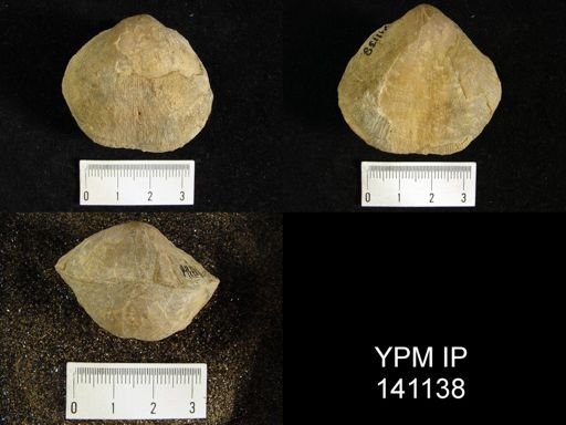 Derbya sp.
