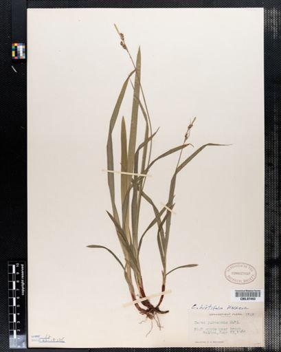 Carex pubescens