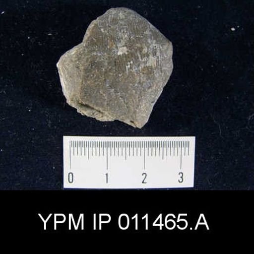 Linoproductus cora