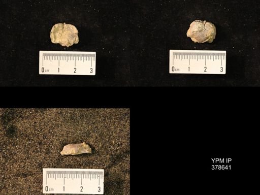 Marginifera wabashensis