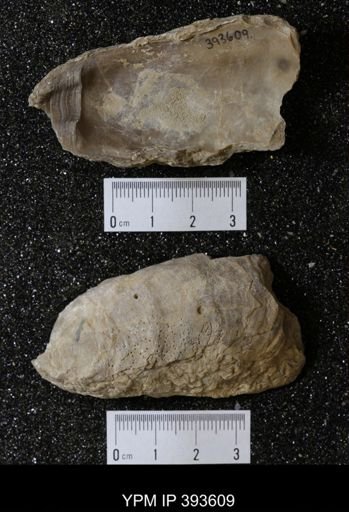 Ostrea glabra