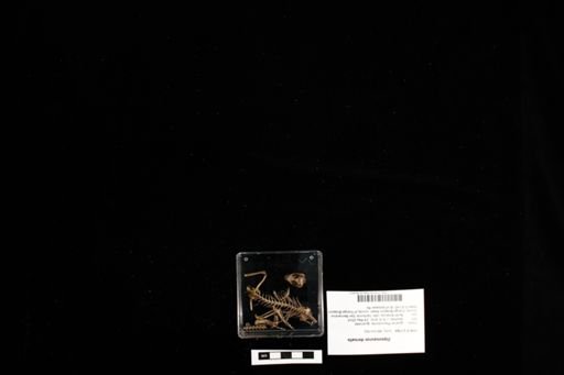Dipsosaurus dorsalis