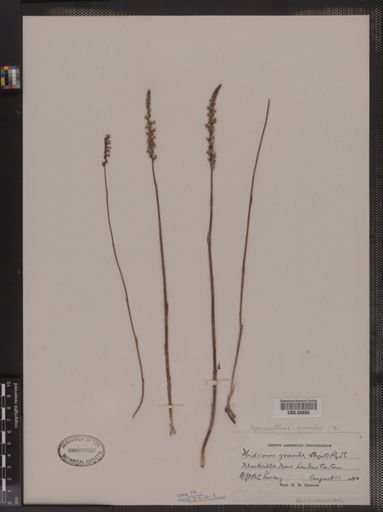 Ibidium gracile